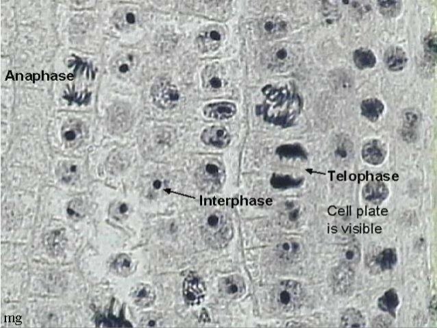 Mitosis Lesson PowerPoint, Cell Division, Celluar Division, Quiz, Act…