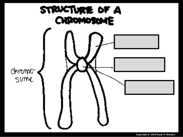 Meiosis homework help