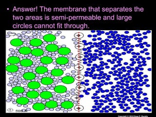• Answer! The membrane that separates the
two areas is semi-permeable and large
circles cannot fit through.
Copyright © 2010 Ryan P. Murphy
 