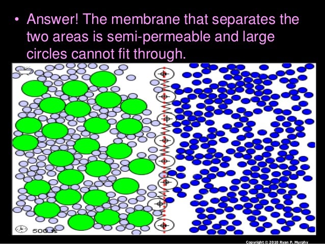 Cell Transport Osmosis Diffusion Active Transport