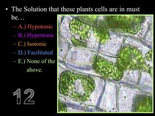 • The Solution that these plants cells are in must
be…
– A.) Hypotonic
– B.) Hypertonic
– C.) Isotonic
– D.) Facilitated
– E.) None of the
above.
 