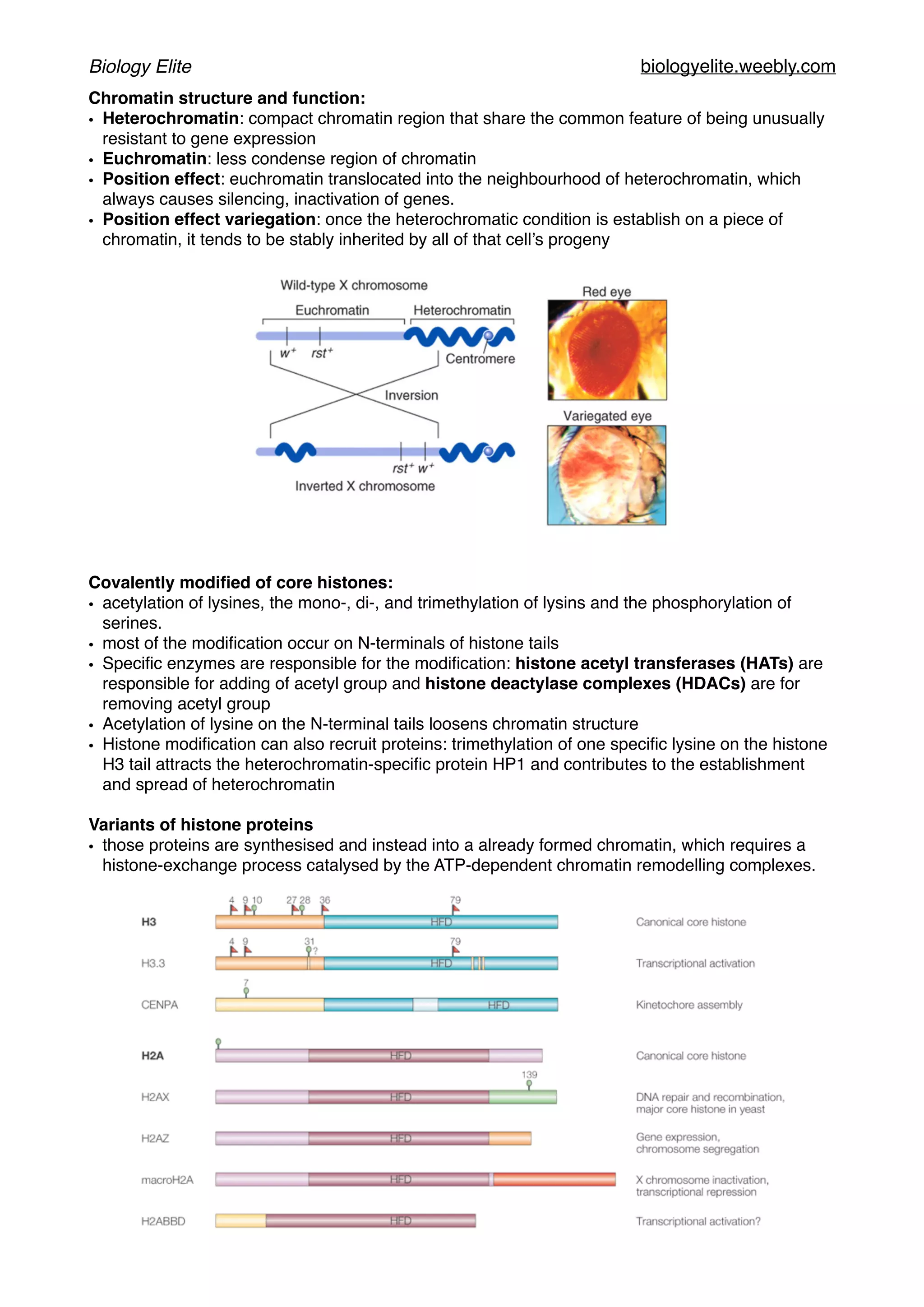 Biology Elite biologyelite.weebly.com
Chromatin structure and function:
• Heterochromatin: compact chromatin region that share the common feature of being unusually
resistant to gene expression
• Euchromatin: less condense region of chromatin
• Position effect: euchromatin translocated into the neighbourhood of heterochromatin, which
always causes silencing, inactivation of genes.
• Position effect variegation: once the heterochromatic condition is establish on a piece of
chromatin, it tends to be stably inherited by all of that cell’s progeny
Covalently modiﬁed of core histones:
• acetylation of lysines, the mono-, di-, and trimethylation of lysins and the phosphorylation of
serines.
• most of the modiﬁcation occur on N-terminals of histone tails
• Speciﬁc enzymes are responsible for the modiﬁcation: histone acetyl transferases (HATs) are
responsible for adding of acetyl group and histone deactylase complexes (HDACs) are for
removing acetyl group
• Acetylation of lysine on the N-terminal tails loosens chromatin structure
• Histone modiﬁcation can also recruit proteins: trimethylation of one speciﬁc lysine on the histone
H3 tail attracts the heterochromatin-speciﬁc protein HP1 and contributes to the establishment
and spread of heterochromatin
Variants of histone proteins
• those proteins are synthesised and instead into a already formed chromatin, which requires a
histone-exchange process catalysed by the ATP-dependent chromatin remodelling complexes.
 