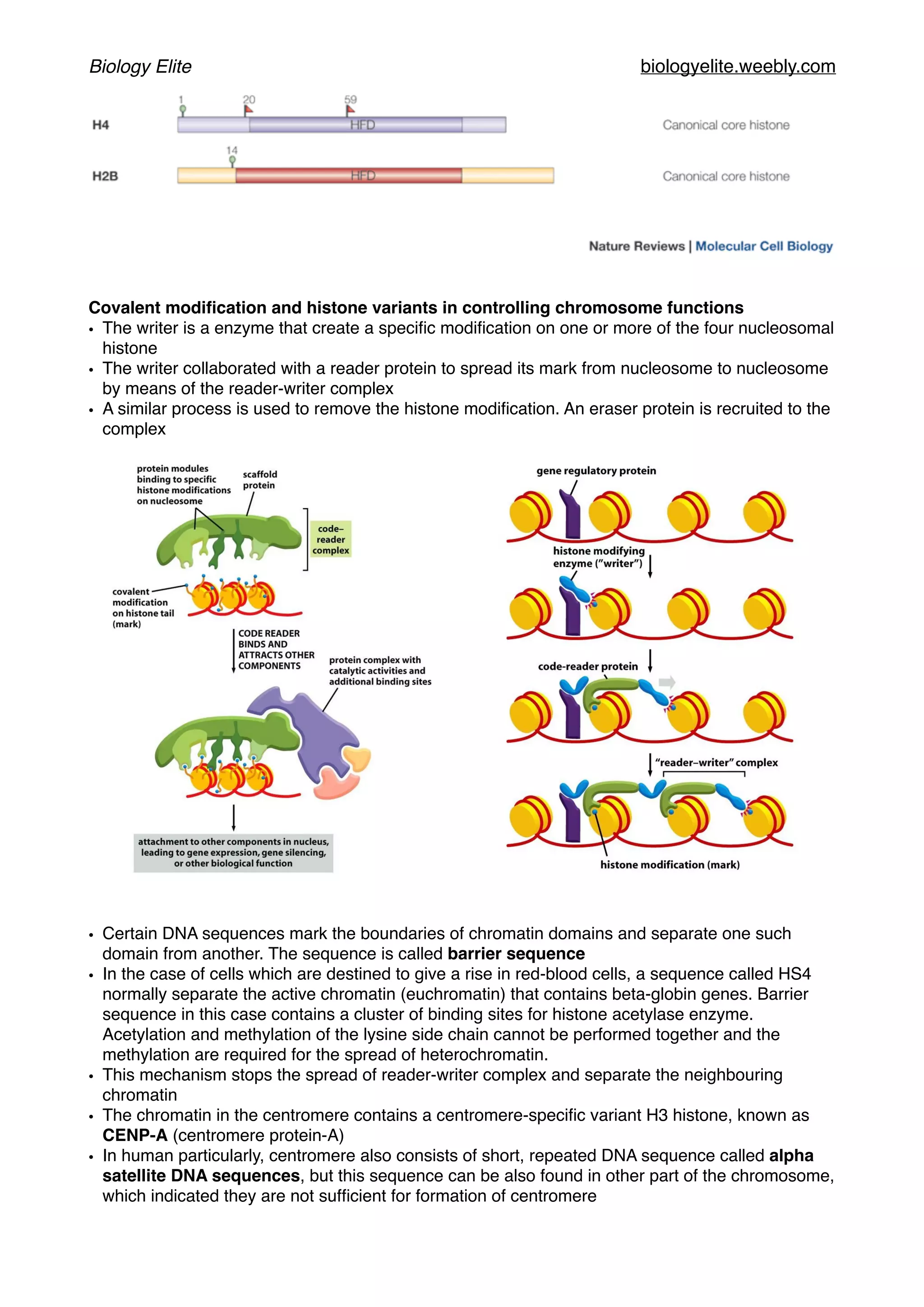Biology Elite biologyelite.weebly.com
Covalent modiﬁcation and histone variants in controlling chromosome functions
• The writer is a enzyme that create a speciﬁc modiﬁcation on one or more of the four nucleosomal
histone
• The writer collaborated with a reader protein to spread its mark from nucleosome to nucleosome
by means of the reader-writer complex
• A similar process is used to remove the histone modiﬁcation. An eraser protein is recruited to the
complex
• Certain DNA sequences mark the boundaries of chromatin domains and separate one such
domain from another. The sequence is called barrier sequence
• In the case of cells which are destined to give a rise in red-blood cells, a sequence called HS4
normally separate the active chromatin (euchromatin) that contains beta-globin genes. Barrier
sequence in this case contains a cluster of binding sites for histone acetylase enzyme.
Acetylation and methylation of the lysine side chain cannot be performed together and the
methylation are required for the spread of heterochromatin.
• This mechanism stops the spread of reader-writer complex and separate the neighbouring
chromatin
• The chromatin in the centromere contains a centromere-speciﬁc variant H3 histone, known as
CENP-A (centromere protein-A)
• In human particularly, centromere also consists of short, repeated DNA sequence called alpha
satellite DNA sequences, but this sequence can be also found in other part of the chromosome,
which indicated they are not sufﬁcient for formation of centromere
 