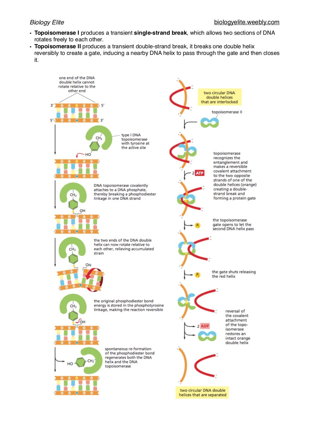 DNA replication, repair and Notes