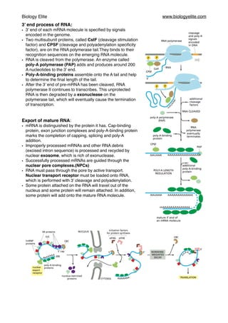 How cells read the genome from DNA to protein Notes | PDF