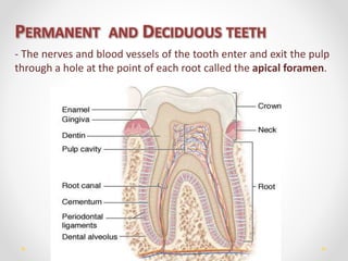 Dental Anatomy | PPTX