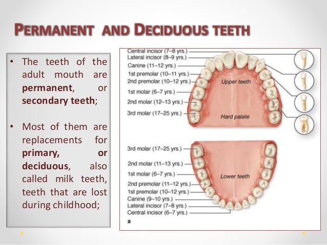 dental anatomy