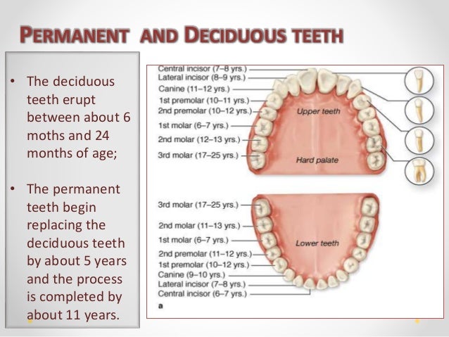 Dental Anatomy