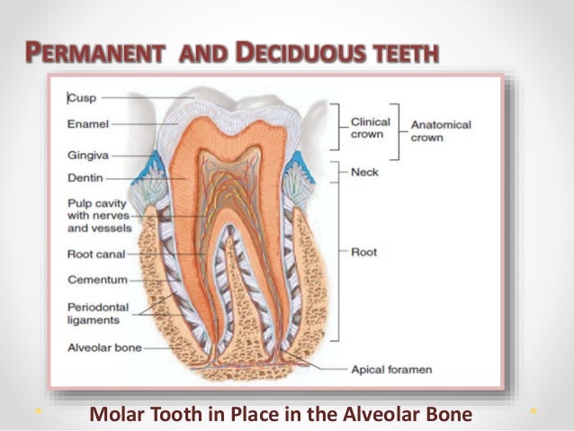 dental anatomy