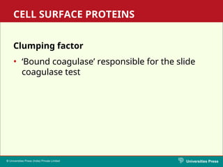 Comprehensive Overview of Staphylococci: Morphology, Resistance, and ...