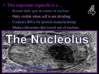 • This important organelle is a…
– Round dark spot in center of nucleus
– Only visible when cell is not dividing
– Contains RNA for protein manufacturing
– Makes ribosomes that travel out of nucleus.
 