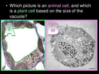 • Which picture is an animal cell, and which
is a plant cell based on the size of the
vacuole?
 