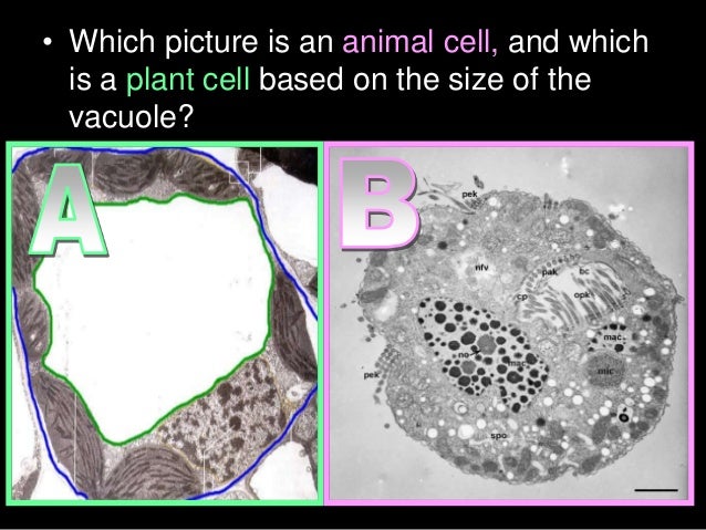 Cell Organelles Biology Lesson Powerpoint Nucleus