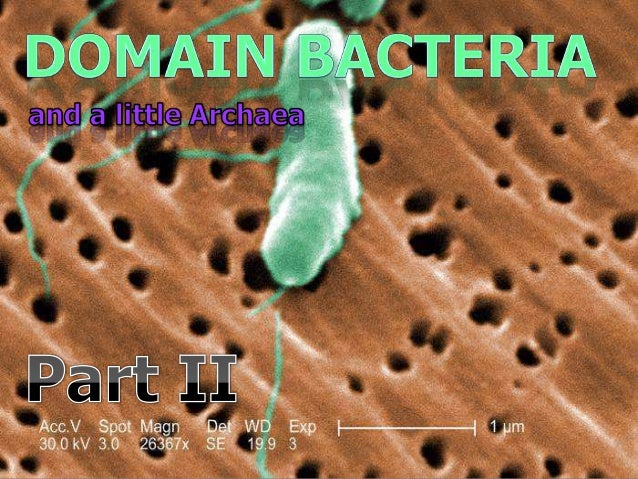 domain bacteria and domain archaea powerpoint domain bacteria