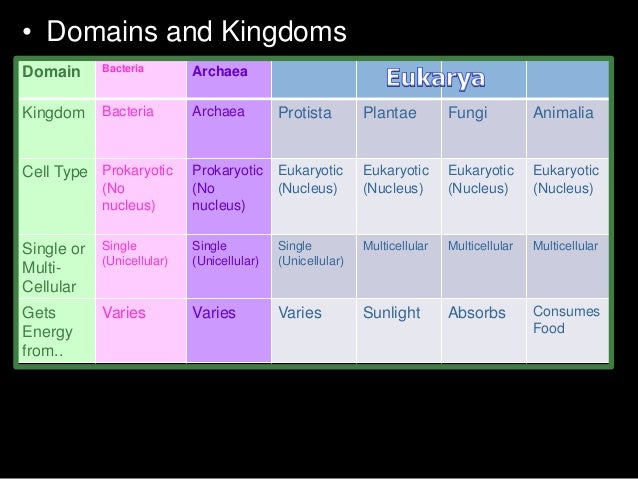 Domain Bacteria and Domain Archaea PowerPoint
