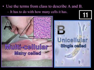 • Use the terms from class to describe A and B.
– It has to do with how many cells it has.
Copyright © 2010 Ryan P. Murphy
 