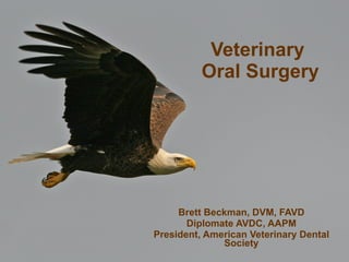Veterinary Oral SurgeryPart I Brett Beckman, DVM, FAVD Diplomate AVDC, AAPM President, American Veterinary Dental Society 