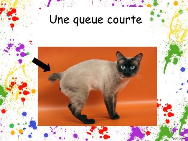 Parties Du Corps Des Animaux
