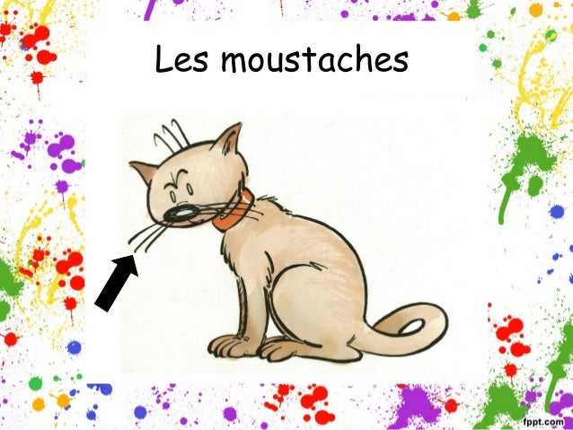 Parties Du Corps Des Animaux Parties Du Corps Des Animaux