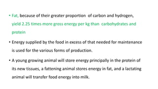 • Fat, because of their greater proportion of carbon and hydrogen,
yield 2.25 times more gross energy per kg than carbohydrates and
protein
• Energy supplied by the food in excess of that needed for maintenance
is used for the various forms of production.
• A young growing animal will store energy principally in the protein of
its new tissues, a fattening animal stores energy in fat, and a lactating
animal will transfer food energy into milk.
 