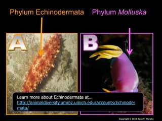 Phylum Echinodermata Phylum Molluska
Copyright © 2010 Ryan P. Murphy
Learn more about Echinodermata at…
http://animaldiversity.ummz.umich.edu/accounts/Echinoder
mata/
 