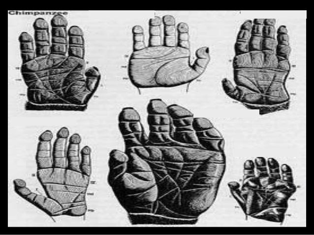 Human Evolution Lesson PowerPoint