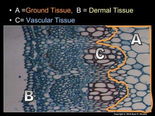 • A =Ground Tissue, B = Dermal Tissue
• C= Vascular Tissue
Copyright © 2010 Ryan P. Murphy
 