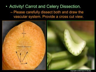 Plant Tissues, Woody Plants, Xylem, Phloem, Dendrochronolgy Biology ...
