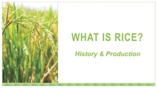 WHAT IS RICE?
History & Production
 