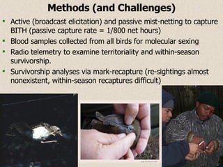 Methods (and Challenges) Active (broadcast elicitation) and passive mist-netting to capture BITH (passive capture rate = 1/800 net hours) Blood samples collected from all birds for molecular sexing Radio telemetry to examine territoriality and within-season survivorship. Survivorship analyses via mark-recapture (re-sightings almost nonexistent, within-season recaptures difficult) 