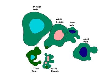 1 st  Year Male Adult Female Adult  Male Adult Male 1 st  Year Male Adult  Female 
