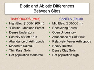 Biotic and Abiotic Differences  Between Sites BAHORUCOS (Male) High Elev. (1600-1900 m) “ Pristine” Montane Forest Dense Understory Scarcity of Soft Fruit Abundance of Arthropods Moderate Rainfall Thin Karst Soils Rat population moderate CANELA (Equal) Mid Elev. (250-500 m) Recovering Forest Open Understory Abundance of Soft Fruit Relatively Fewer Arthropods Heavy Rainfall Dense Clay Soils Rat population high 