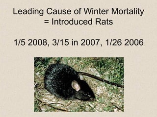 Leading Cause of Winter Mortality = Introduced Rats 1/5 2008, 3/15 in 2007, 1/26 2006 