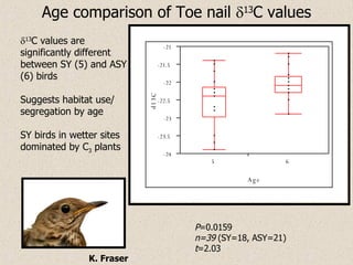 Age comparison of Toe nail   13 C values P =0.0159 n=39  (SY=18, ASY=21) t =2.03  13 C values are  significantly different  between SY (5) and ASY (6) birds Suggests habitat use/ segregation by age SY birds in wetter sites dominated by C 3  plants  K. Fraser 