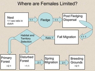 Where are Females Limited? Nest 1:1 sex ratio in clutch Fledge Post Fledging Dispersal 1:1 1:1 Fall Migration 1:1 ? Ratio ? 2:1 Spring Migration 2:1 Breeding Grounds >2:1 Primary Forest >2:1 Disturbed Forest ~1:1 Habitat and Territory Selection 