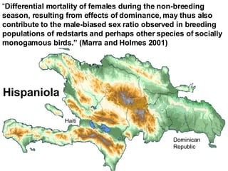 “ Differential mortality of females during the non-breeding season, resulting from effects of dominance, may thus also contribute to the male-biased sex ratio observed in breeding populations of redstarts and perhaps other species of socially monogamous birds.” (Marra and Holmes 2001) Hispaniola Dominican Republic Haiti 
