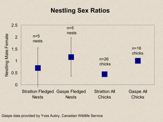 n=5 nests n=5 nests Nestling Sex Ratios n=16 chicks n=26 chicks Gaspe data provided by Yves Aubry, Canadian Wildlife Service 