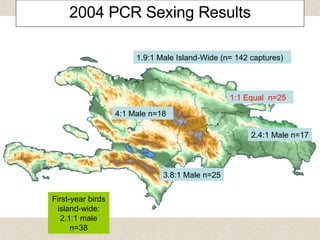 2004 PCR Sexing Results 1:1 Equal  n=25 4:1 Male n=18 3.8:1 Male n=25 1.9:1 Male Island-Wide (n= 142 captures) First-year birds island-wide: 2.1:1 male n=38 2.4:1 Male n=17 