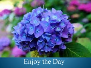 Enjoy the Day
 