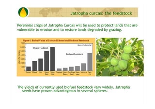 Jatropha curcas: the feedstock

Perennial crops of Jatropha Curcas will be used to protect lands that are
vulnerable to er...