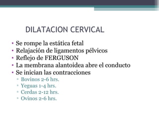 DILATACION CERVICAL
• Se rompe la estática fetal
• Relajación de ligamentos pélvicos
• Reflejo de FERGUSON
• La membrana alantoidea abre el conducto
• Se inician las contracciones
▫ Bovinos 2-6 hrs.
▫ Yeguas 1-4 hrs.
▫ Cerdas 2-12 hrs.
▫ Ovinos 2-6 hrs.
 