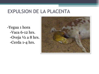 EXPULSION DE LA PLACENTA
-Yegua 1 hora
-Vaca 6-12 hrs.
-Oveja ½ a 8 hrs.
-Cerda 1-4 hrs.
 