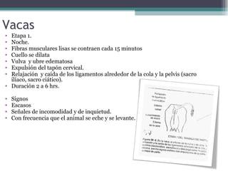 Vacas
• Etapa 1.
• Noche.
• Fibras musculares lisas se contraen cada 15 minutos
• Cuello se dilata
• Vulva y ubre edematosa
• Expulsión del tapón cervical.
• Relajación y caída de los ligamentos alrededor de la cola y la pelvis (sacro
ilíaco, sacro ciático).
• Duración 2 a 6 hrs.
• Signos
• Escasos
• Señales de incomodidad y de inquietud.
• Con frecuencia que el animal se eche y se levante.
 