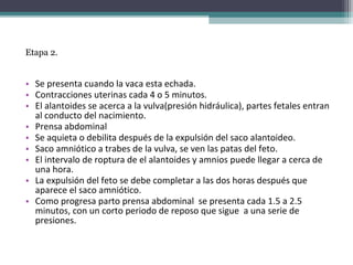 Etapa 2.
• Se presenta cuando la vaca esta echada.
• Contracciones uterinas cada 4 o 5 minutos.
• El alantoides se acerca a la vulva(presión hidráulica), partes fetales entran
al conducto del nacimiento.
• Prensa abdominal
• Se aquieta o debilita después de la expulsión del saco alantoideo.
• Saco amniótico a trabes de la vulva, se ven las patas del feto.
• El intervalo de roptura de el alantoides y amnios puede llegar a cerca de
una hora.
• La expulsión del feto se debe completar a las dos horas después que
aparece el saco amniótico.
• Como progresa parto prensa abdominal se presenta cada 1.5 a 2.5
minutos, con un corto periodo de reposo que sigue a una serie de
presiones.
 