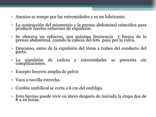 • Amnios se rompe por las extremidades y es un lubricante.
• La contracción del miometrio y la prensa abdominal coinciden para
producir fuertes esfuerzos de expulsión.
• Se observa un esfuerzo, con máxima frecuencia y fuerza de la
prensa abdominal, cuando la cabeza del feto pasa por la vulva.
• Descanso, antes de la expulsión del tórax a trabes del conducto del
parto.
• La expulsión de cadera y extremidades se presenta sin
complicaciones.
• Excepto becerro amplio de pelvis
• Vaca o novilla estrecha.
• Cordón umbilical se corta a 6 cm del ombligo.
• Feto bovino puede vivir en útero después de iniciada la etapa dos de
8 a 10 horas.
 
