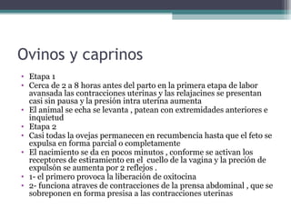 Ovinos y caprinos
• Etapa 1
• Cerca de 2 a 8 horas antes del parto en la primera etapa de labor
avansada las contracciones uterinas y las relajacines se presentan
casi sin pausa y la presión intra uterina aumenta
• El animal se echa se levanta , patean con extremidades anteriores e
inquietud
• Etapa 2
• Casi todas la ovejas permanecen en recumbencia hasta que el feto se
expulsa en forma parcial o completamente
• El nacimiento se da en pocos minutos , conforme se activan los
receptores de estiramiento en el cuello de la vagina y la preción de
expulsón se aumenta por 2 reflejos .
• 1- el primero provoca la liberación de oxitocina
• 2- funciona atraves de contracciones de la prensa abdominal , que se
sobreponen en forma presisa a las contracciones uterinas
 