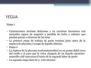 YEGUA
Etapa 1
• Contracciones uterinas dolorosas y en creciente frecuencia con
marcados signos de angustia y perdida de leche y calostro que
puedan gotear o chorrear de las tetas
• La primera etapa de trabajo de parto termina justo antes de la
ruptura de placenta y escape de liquido alatoico
• Etapa 2
• La ruptura de la placenta (corionalantoides) en un punto débil cerca
del cuello y el paso por la vulva alargada de un liquido alantoico
amarrillo café marcaran el inicio de la segunda labor de parto
• La segunda etapa dura de 5 a 60 minutos
 