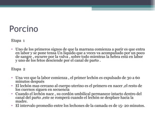 Porcino
Etapa 1
• Uno de los primeros signos de que la marrana comienza a parir es que entra
en labor y se pone tensa Un liquido que a veces va acompañado por un poco
de sangre , escurre por la vulva , sobre todo mientras la hebra está en labor
y uno de los fetos desciende por el canal de parto .
Etapa 2
• Una vez que la labor comienza , el primer lechón es expulsado de 30 a 60
minutos después
• El lechón mas cercano al cuerpo uterino es el primero en nacer ,el resto de
los cuernos siguen en secuencia
• Cuando el lechón nace , su cordón umbilical permanece intacto dentro del
canal del parto ,este se romperá cuando el lechón se desplace hacia la
madre.
• El intervalo promedio entre los lechones de la camada es de 15- 20 minutos.
 
