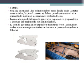 • 3 etapa
• Una vez que nacen , los lechones saben hacia donde están las tetas
de su madre , lo que al parecer se debe a que si se mueve en otra
dirección le molestan las cerdas del costado de ésta
• Las membranas fetales por lo general se expulsan en grupos de 2 a
4 después del nacimiento del último lechón.
• El tiempo que tarda entre expulsión del ultimo feto y la expulsión
de las membranas placentarias varía de unos pocos minutos hasta
8 horas
 