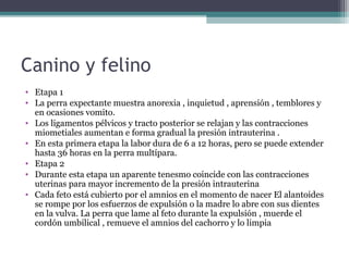 Canino y felino
• Etapa 1
• La perra expectante muestra anorexia , inquietud , aprensión , temblores y
en ocasiones vomito.
• Los ligamentos pélvicos y tracto posterior se relajan y las contracciones
miometiales aumentan e forma gradual la presión intrauterina .
• En esta primera etapa la labor dura de 6 a 12 horas, pero se puede extender
hasta 36 horas en la perra multípara.
• Etapa 2
• Durante esta etapa un aparente tenesmo coincide con las contracciones
uterinas para mayor incremento de la presión intrauterina
• Cada feto está cubierto por el amnios en el momento de nacer El alantoides
se rompe por los esfuerzos de expulsión o la madre lo abre con sus dientes
en la vulva. La perra que lame al feto durante la expulsión , muerde el
cordón umbilical , remueve el amnios del cachorro y lo limpia
 